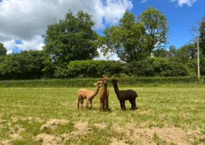 Three alpacas, one light brown, one reddish-brown, and one dark brown, stand together in a vibrant green field under a partly cloudy sky.