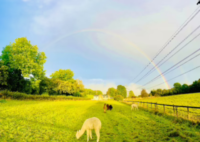White and brown alpacas graze peacefully in a vibrant green field under a vivid double rainbow, with distant trees and a house.