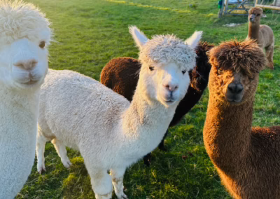 Three curious alpacas, one white and two brown, stand in a sunlit green field, looking directly at the viewer.