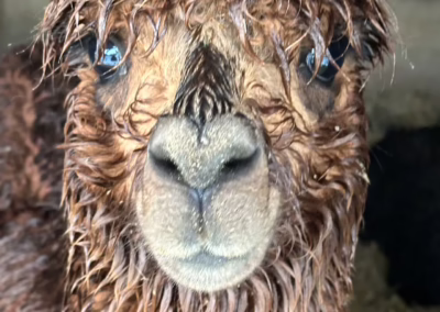Close-up of a wet, shaggy brown alpaca with expressive eyes looking directly at the viewer.