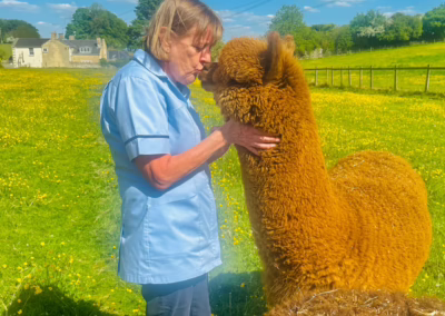 A woman in a blue top gently touches noses with a fluffy brown alpaca in a sunny field of yellow flowers under a blue sky.