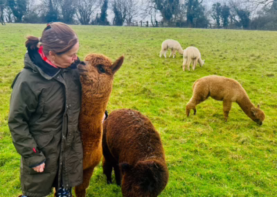 A woman in a field gently touches a brown alpaca's head, with other alpacas grazing in the grassy background.