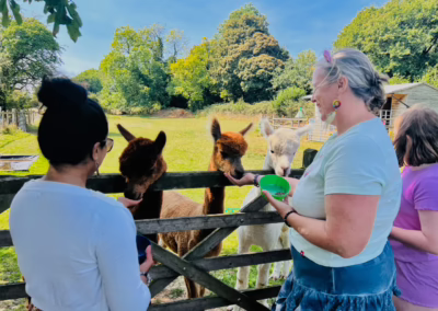 Two adults and a child happily feed three alpacas over a wooden fence at a sunny outdoor sanctuary.