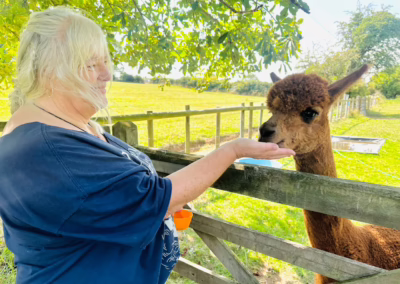 A woman gently feeds a brown alpaca through a wooden fence in a sunny green field, fostering a moment of peaceful connection.