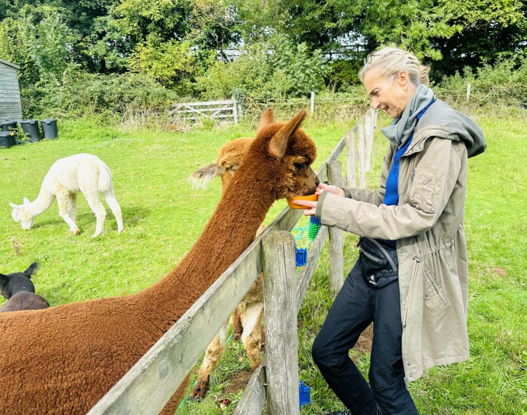 Alpaca Therapy in Wiltshire