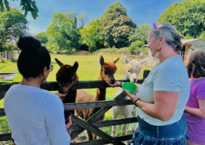 Alpaca Feeding in Wiltshire