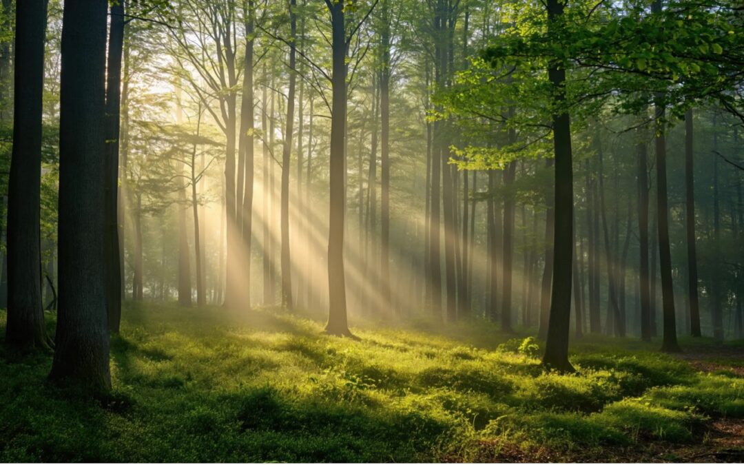 Letter from the Forest