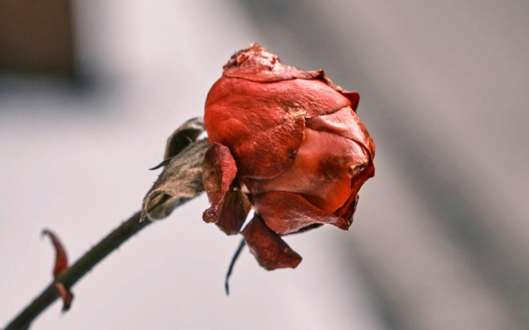 The Grief We Aren’t Allowed To Have