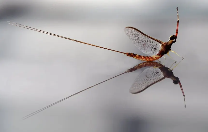 Mayfly