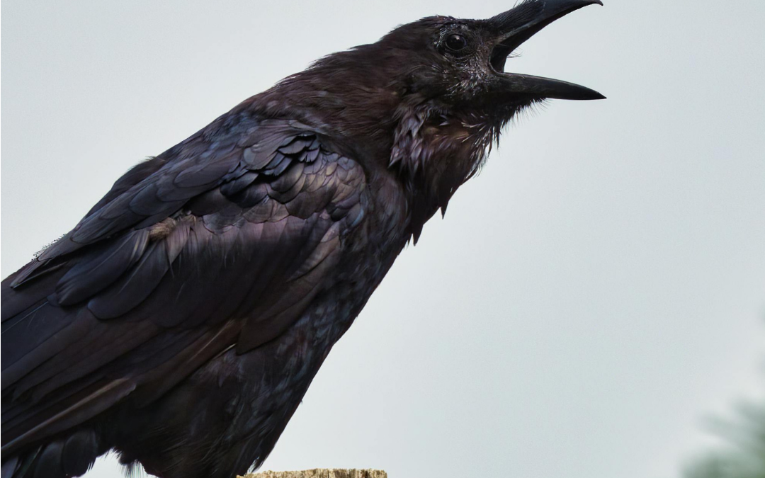 The Crow Knows